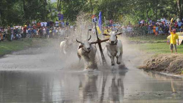 Không khí náo nhiệt tại Lễ hội đua bò Bảy Núi
